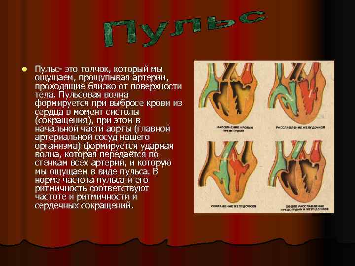 l Пульс- это толчок, который мы ощущаем, прощупывая артерии, проходящие близко от поверхности тела.