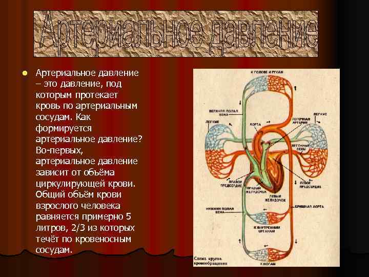 Укажите сосуд. Вена по которой течет артериальная кровь. Артериальная кровь течет по сосудам. Сосуды по которым течет артериальная кровь. Сосуды по которым течет артериальная кровь в сердце.