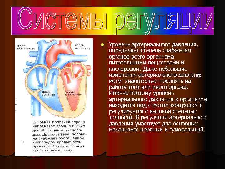 l Уровень артериального давления, определяет степень снабжения органов всего организма питательными веществами и кислородом.