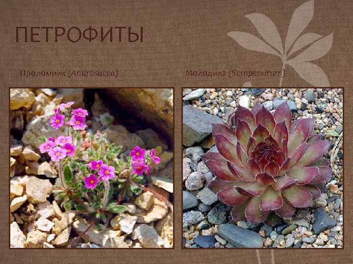 ПЕТРОФИТЫ Проломник (Androsacea) Молодила (Sempervirum) 