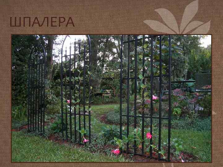 ШПАЛЕРА 