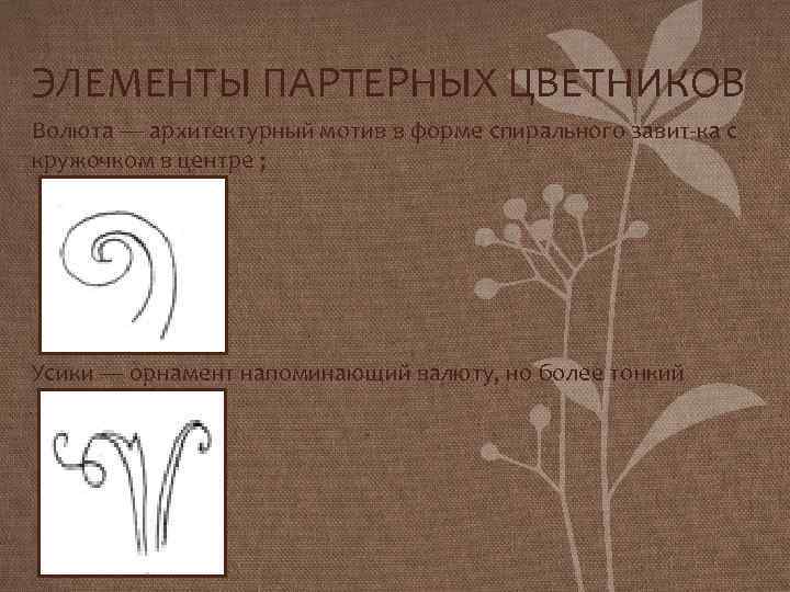 ЭЛЕМЕНТЫ ПАРТЕРНЫХ ЦВЕТНИКОВ Волюта — архитектурный мотив в форме спирального завит ка с кружочком