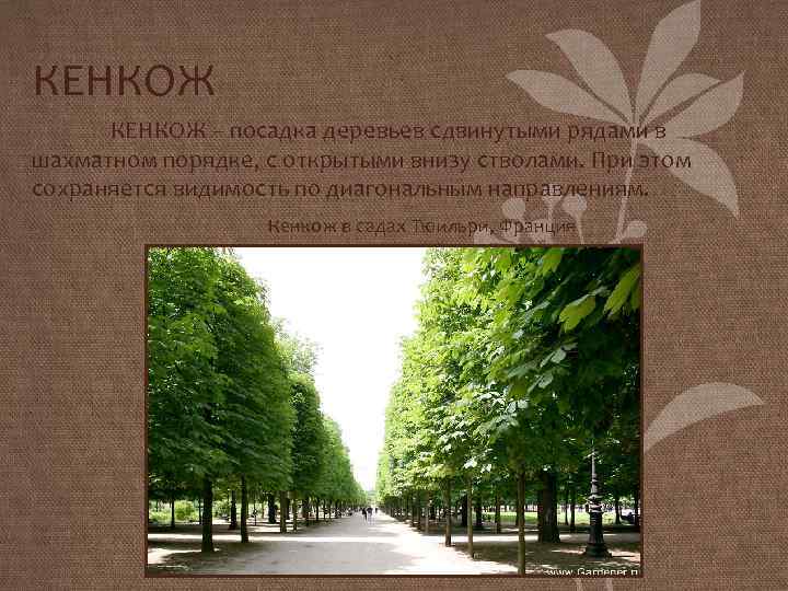 КЕНКОЖ – посадка деревьев сдвинутыми рядами в шахматном порядке, с открытыми внизу стволами. При