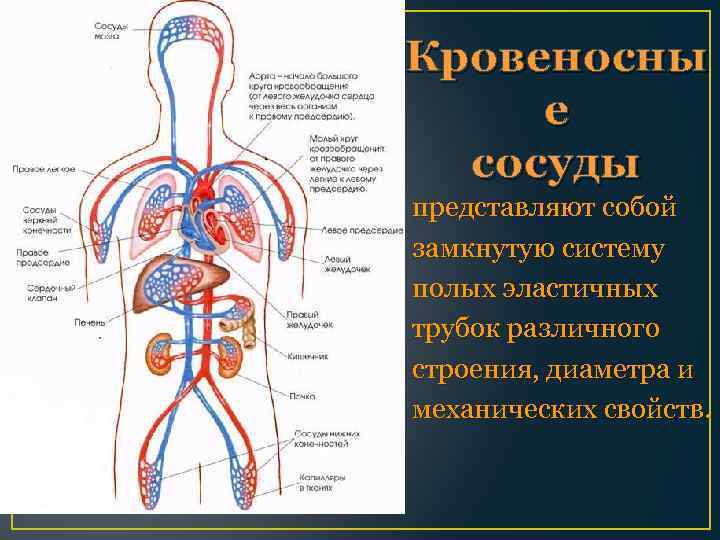 Кровеносны е сосуды представляют собой замкнутую систему полых эластичных трубок различного строения, диаметра и