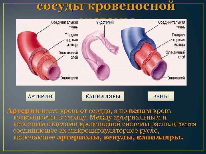 сосуды кровеносной системы АРТЕРИИ КАПИЛЛЯРЫ ВЕНЫ Артерии несут кровь от сердца, а по венам
