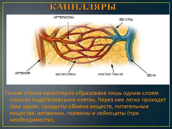 КАПИЛЛЯРЫ Тонкая стенка капилляров образована лишь одним слоем плоских ендотелиальних клеток. Через нее легко