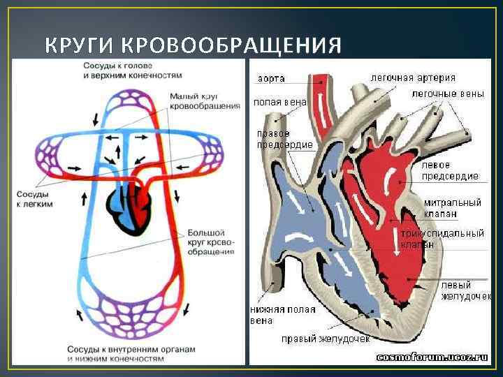 КРУГИ КРОВООБРАЩЕНИЯ 