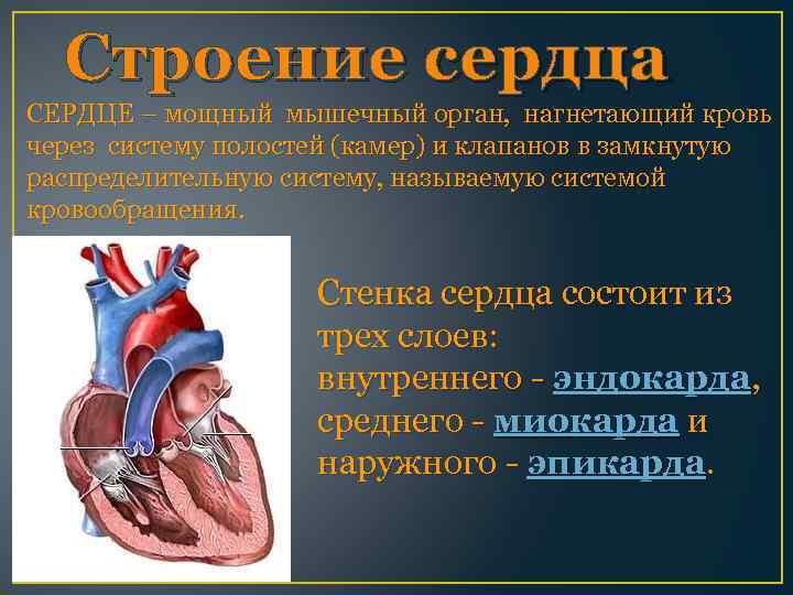 Строение сердца СЕРДЦЕ – мощный мышечный орган, нагнетающий кровь через систему полостей (камер) и