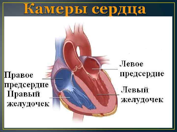 Камеры сердца 