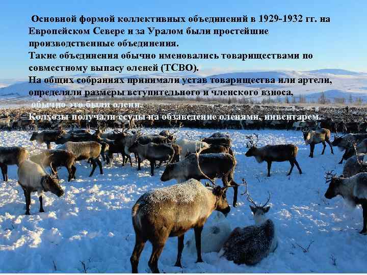 Основной формой коллективных объединений в 1929 -1932 гг. на Европейском Севере и за Уралом