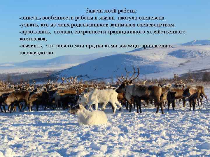 Задачи моей работы: ˗описать особенности работы и жизни пастуха-оленевода; ˗узнать, кто из моих родственников