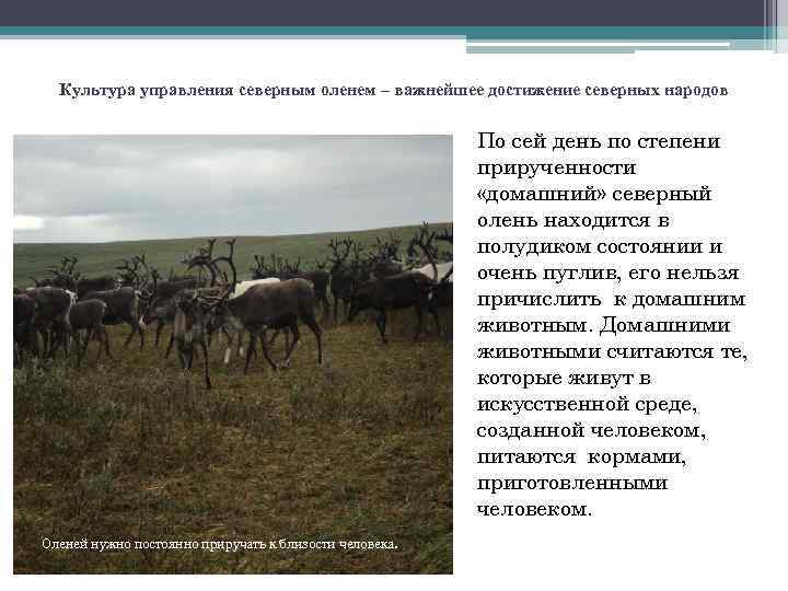 Культура управления северным оленем – важнейшее достижение северных народов По сей день по степени