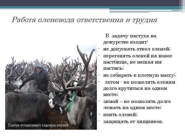 Работа оленевода ответственна и трудна - Пастух отлавливает ездовых оленей - В задачу пастуха