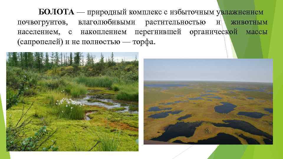 Увлажнение избыточное много болот озер. Природный комплекс болота. Схема природного комплекса болота. Болотные и Заболоченные почвы. Классификация болотных почв.