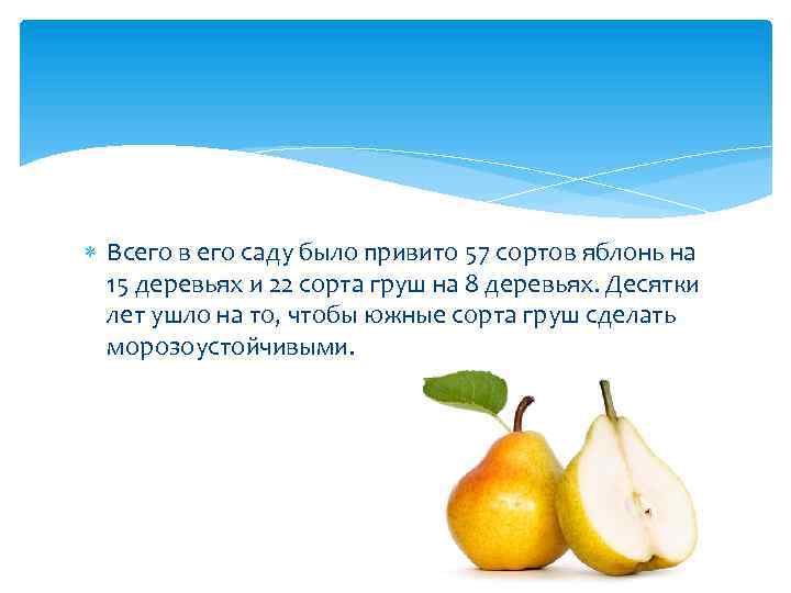  Всего в его саду было привито 57 сортов яблонь на 15 деревьях и