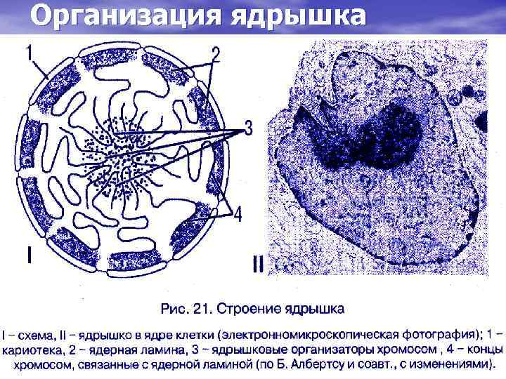 Организация ядрышка 