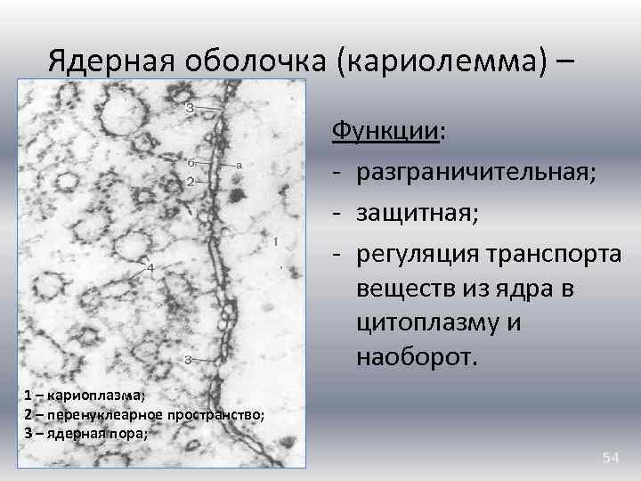 Структурно функциональная единица ткани