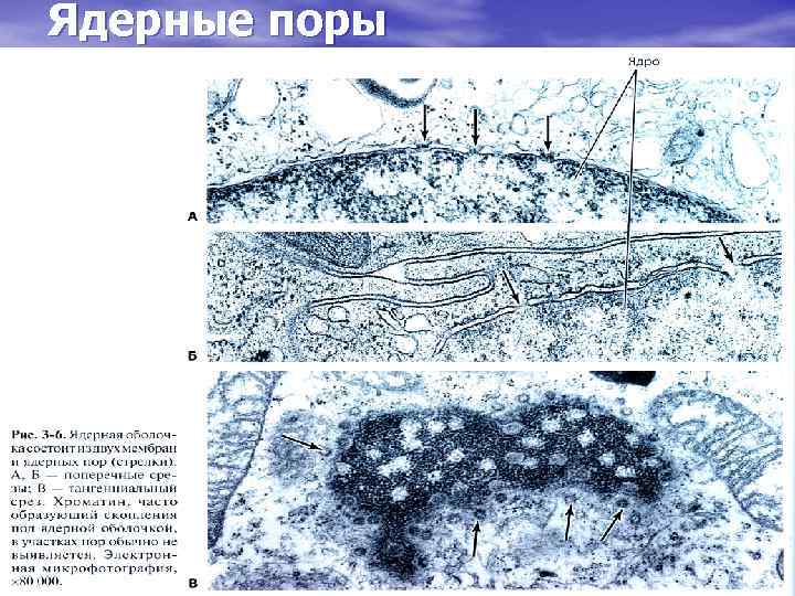 Ядерные поры 