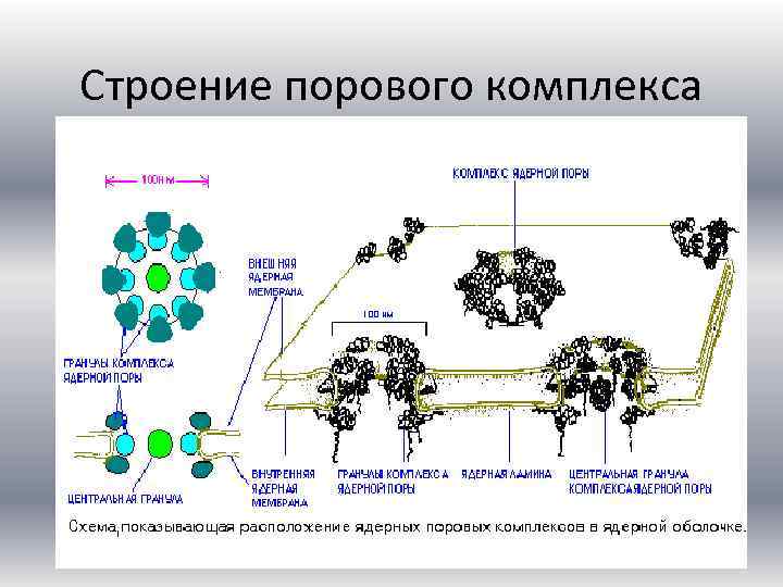 Строение комплекса. Клетка как структурно-функциональная единица ткани. Через поровые комплексы в ядро транспортируется.