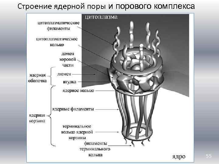 Строение ядерной поры и порового комплекса 55 