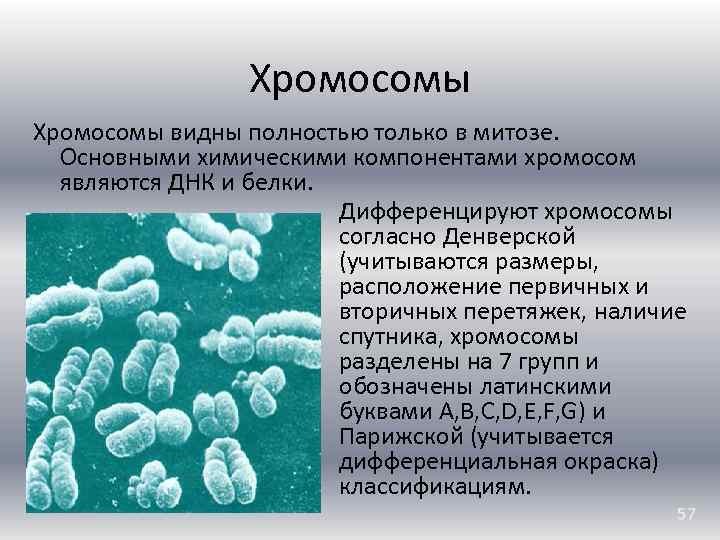 Компоненты хромосомы