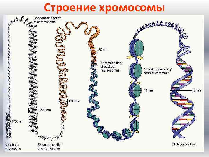 Общий план строения хромосомы