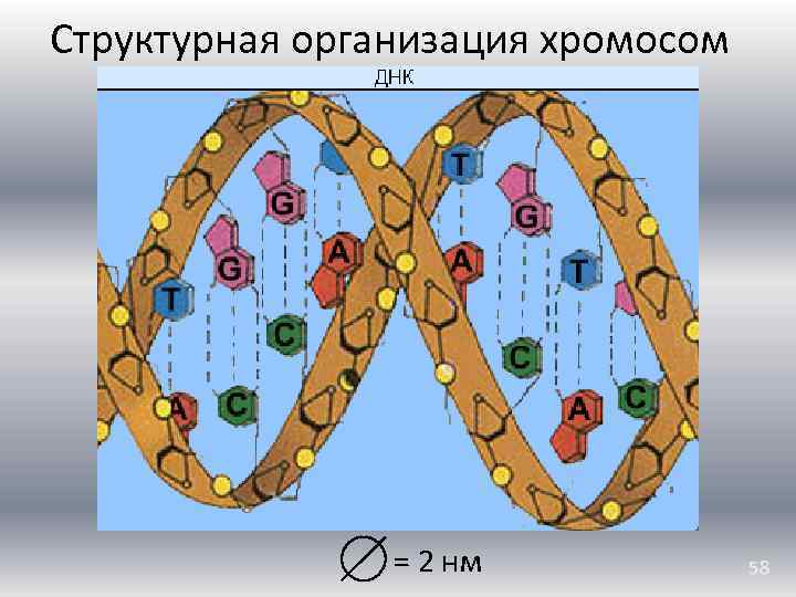 Структурная организация хромосом = 2 нм 58 