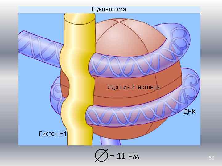 = 11 нм 59 
