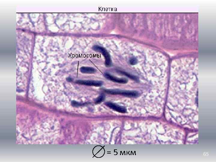 = 5 мкм 65 