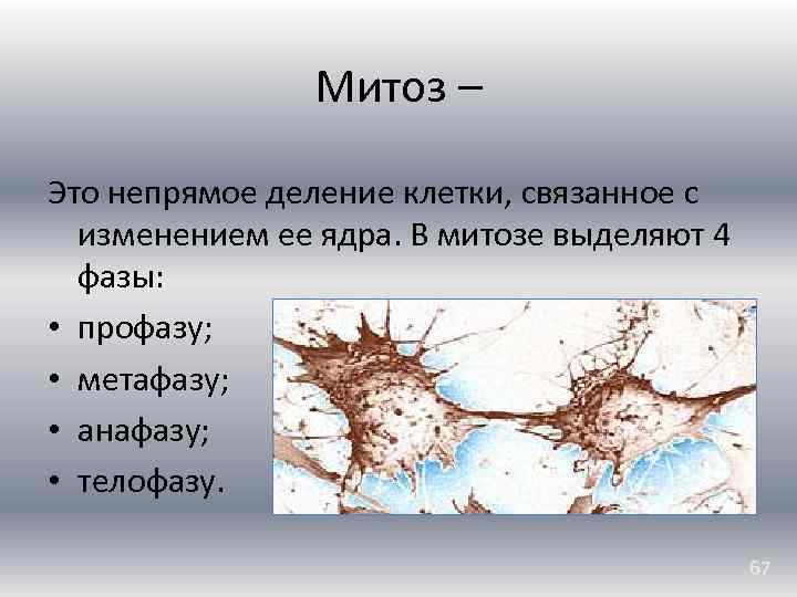 Митоз – Это непрямое деление клетки, связанное с изменением ее ядра. В митозе выделяют