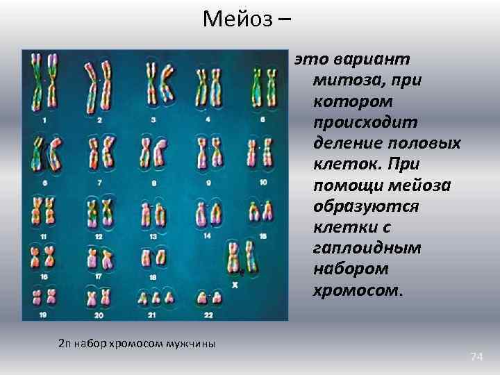 Мейоз – это вариант митоза, при котором происходит деление половых клеток. При помощи мейоза