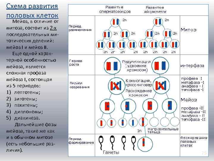 Схема развития половых клеток Мейоз, в отличие от митоза, состоит из 2 -х последовательных