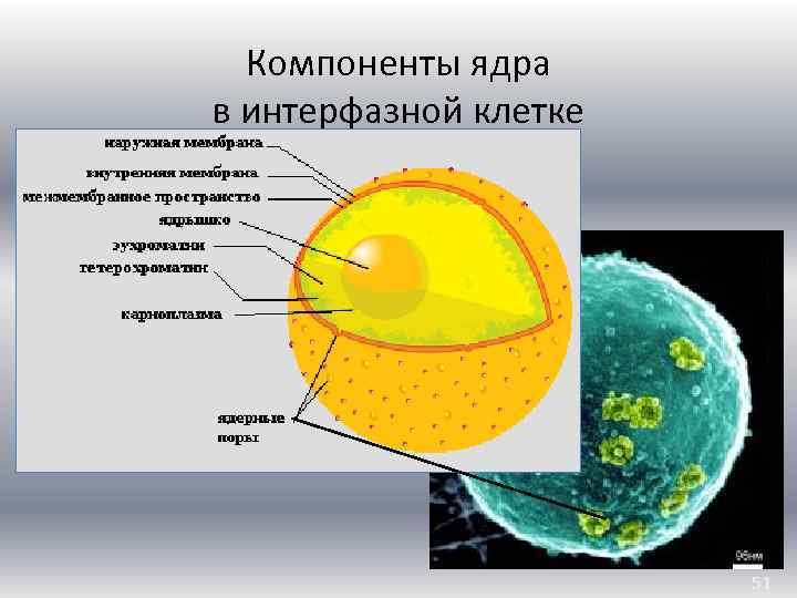 Способность клетки