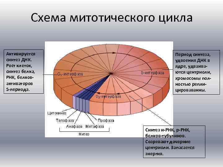 Схема митотического цикла Активируется синтез ДНК. Рост клеток, синтез белка, РНК, белковактиваторов S-периода. Период