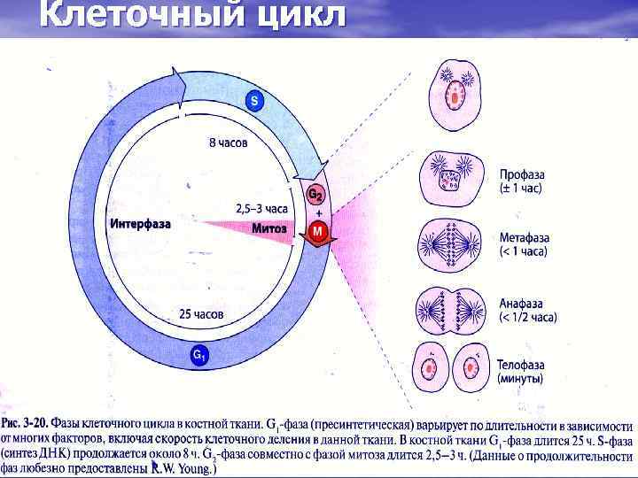 Клеточный цикл 