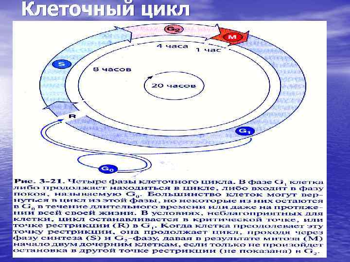 Клеточный цикл 