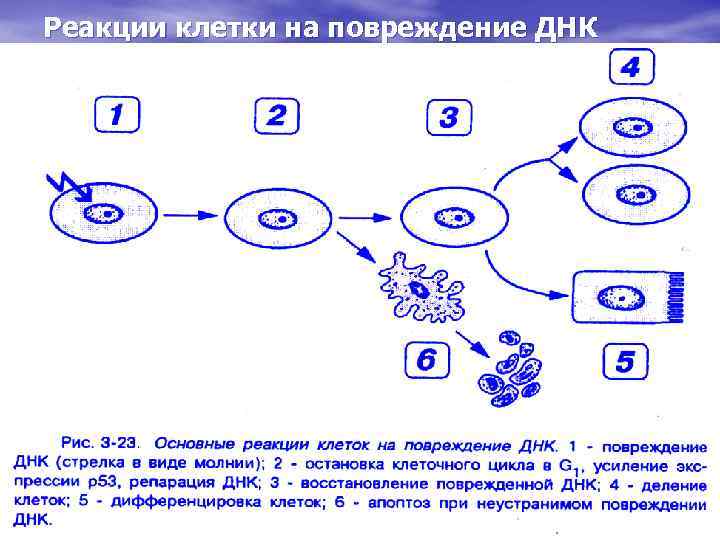 Реакции клетки на повреждение ДНК 