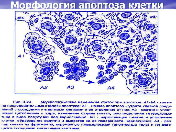 Морфология апоптоза клетки 