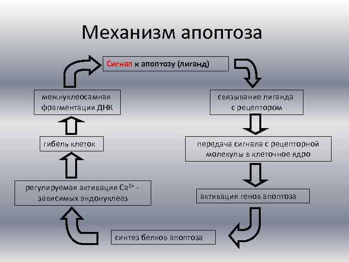 Нарисуйте схему гибели клеток мишеней по механизму апоптоза