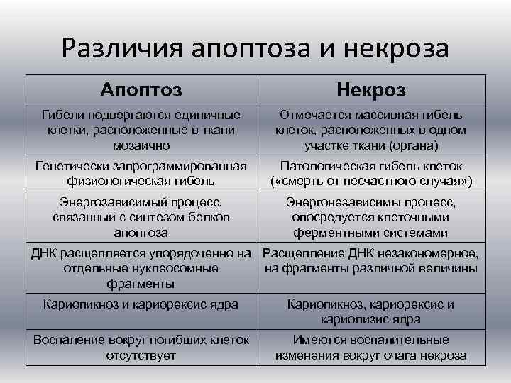 Различия апоптоза и некроза Апоптоз Некроз Гибели подвергаются единичные клетки, расположенные в ткани мозаично