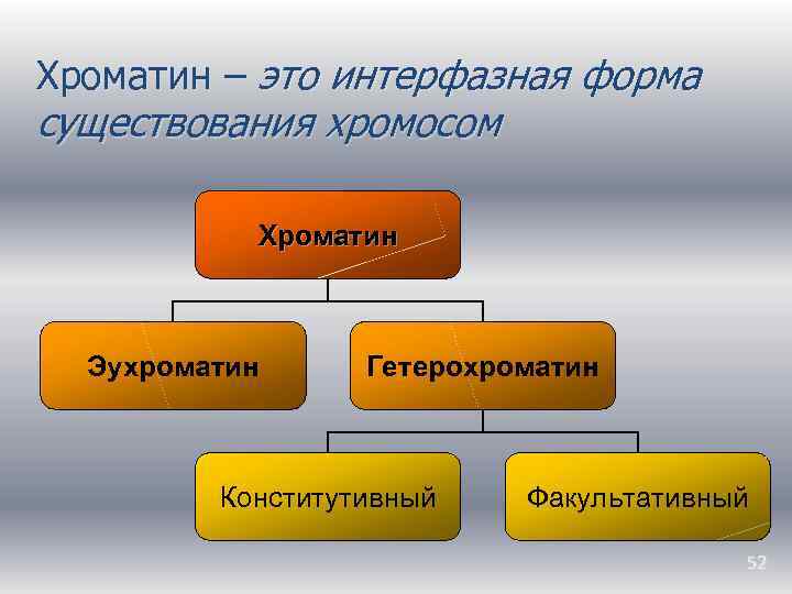 Хроматин – это интерфазная форма существования хромосом Хроматин Эухроматин Гетерохроматин Конститутивный Факультативный 52 