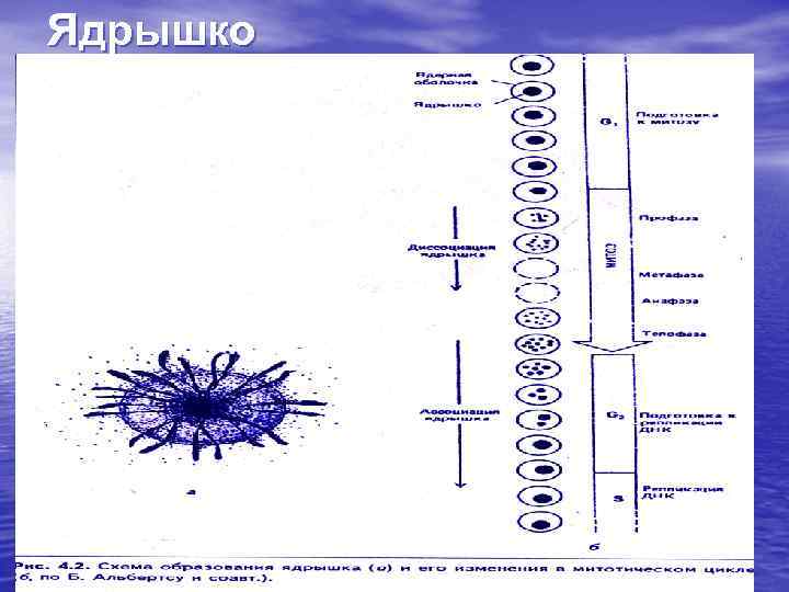 Ядрышко 