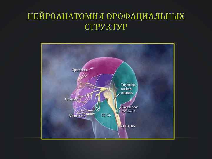 НЕЙРОАНАТОМИЯ ОРОФАЦИАЛЬНЫХ СТРУКТУР 