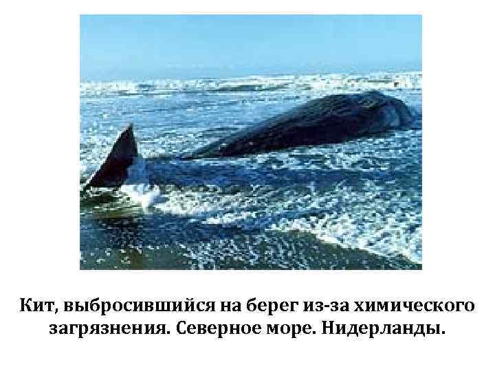 Кит, выбросившийся на берег из-за химического загрязнения. Северное море. Нидерланды. 