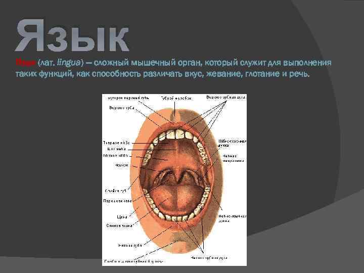Язык (лат. lingua) — сложный мышечный орган, который служит для выполнения таких функций, как