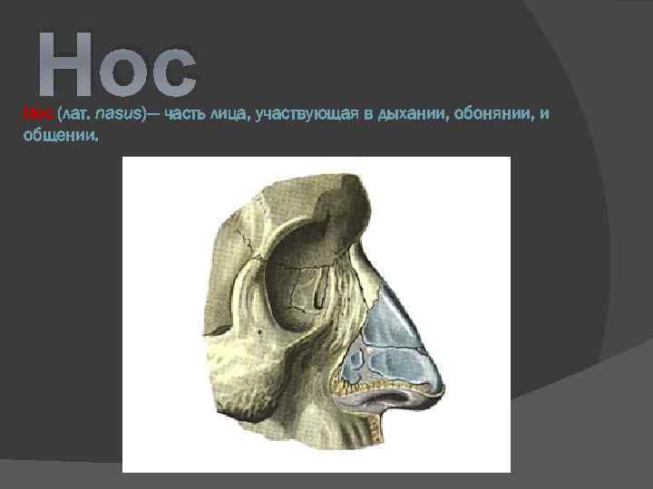 Нос (лат. nasus)— часть лица, участвующая в дыхании, обонянии, и общении. 