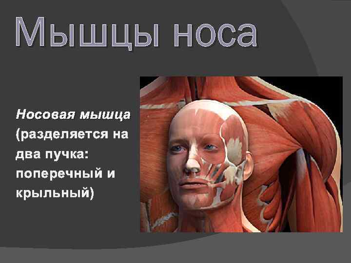 Мышцы носа Носовая мышца (разделяется на два пучка: поперечный и крыльный) 
