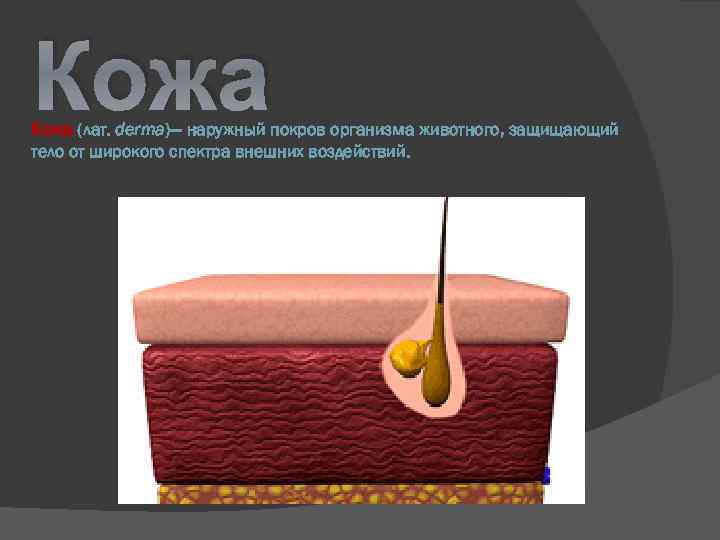 Кожа (лат. derma)— наружный покров организма животного, защищающий тело от широкого спектра внешних воздействий.