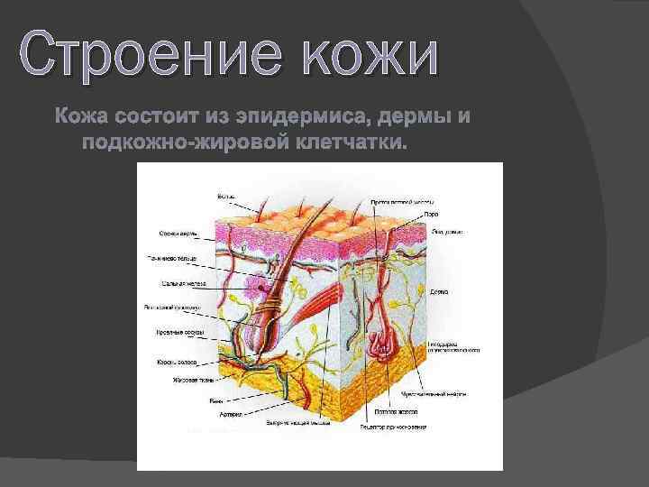 Строение кожи Кожа состоит из эпидермиса, дермы и подкожно-жировой клетчатки. 