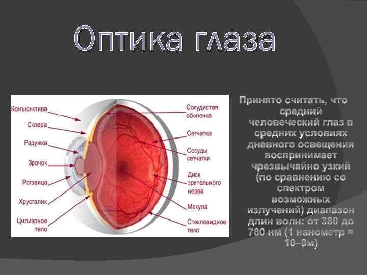 Оптика глаза 